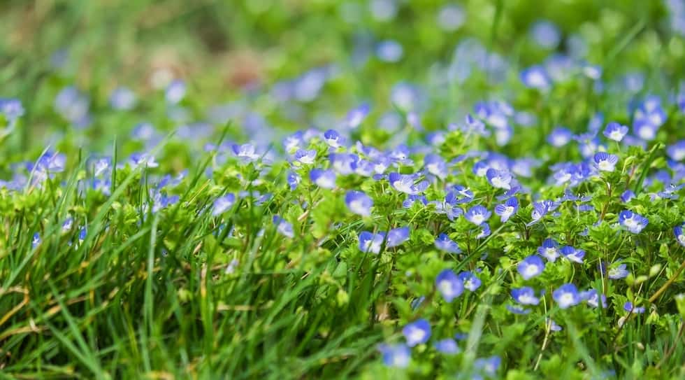 weeds in the lawn