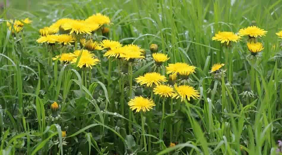 How To Get Rid Of Yellow Flower Weeds In lawn? (Explained)