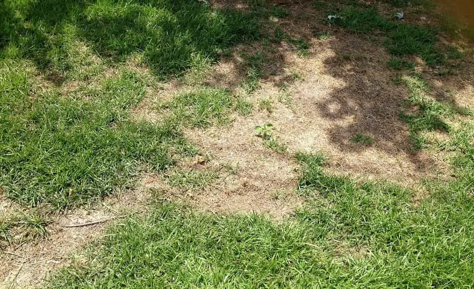 lawn acidity and patches