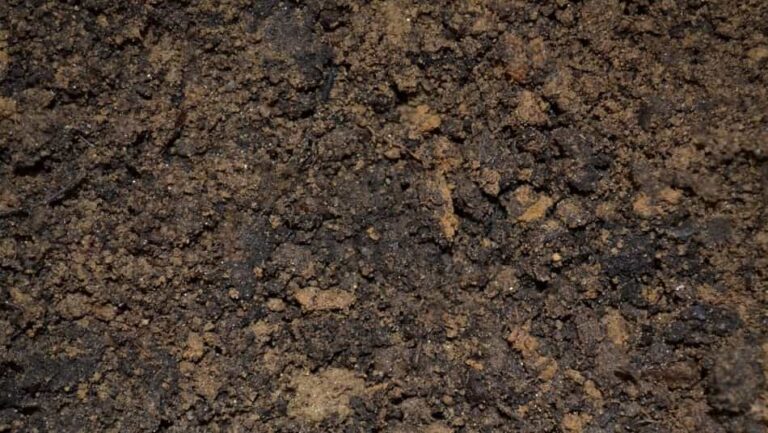 WHAT DIRT IS BEST FOR GROWING GRASS visual data 8