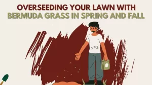 overseeding lawn