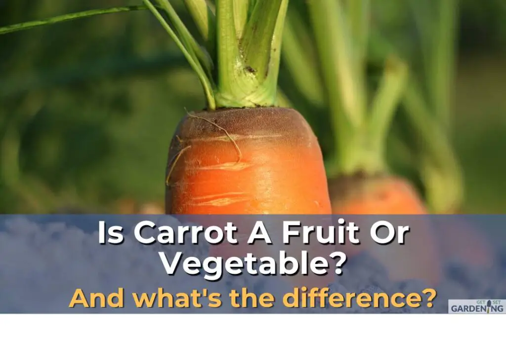 Is Carrot A Fruit Or Vegetable image