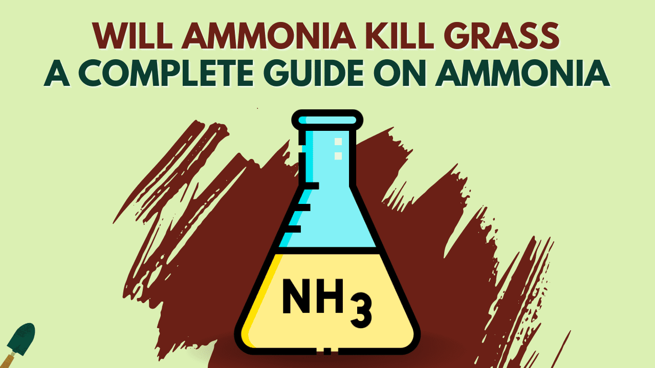 Will Ammonia Kill Grass? A Complete Guide On Ammonia