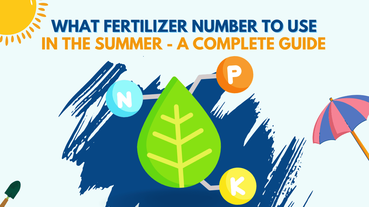 What Fertilizer Numbers to Use in Summer? A Complete Guide