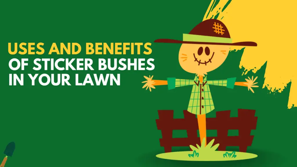 uses and benefits of sticker bushes in your lawn