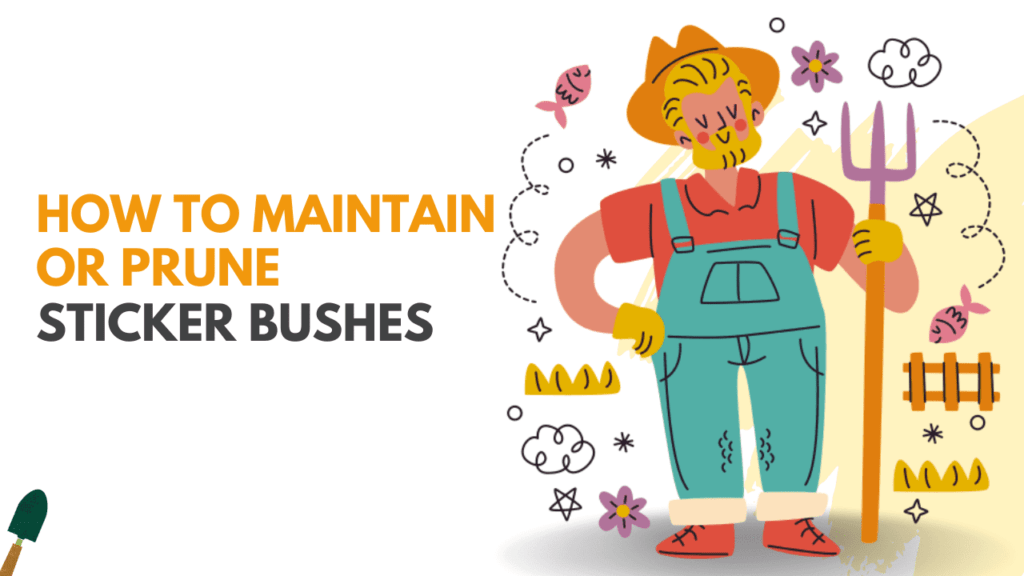 how to maintain or prune sticker bushes