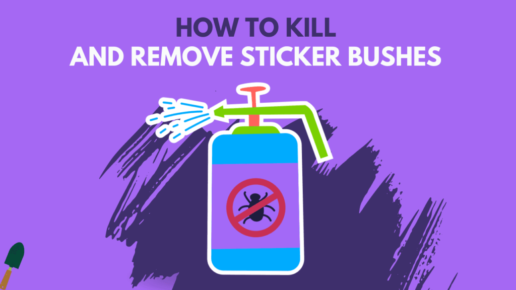 how to kill and remove sticker bushes