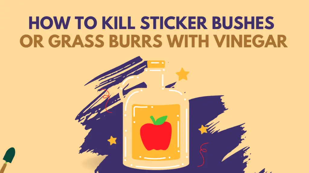 how to kill sticker bushes or grass burrs with vinegar
