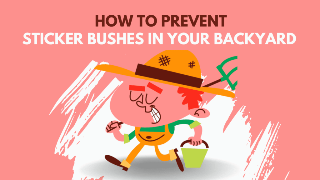 how to prevent sticker bushes in your backyard