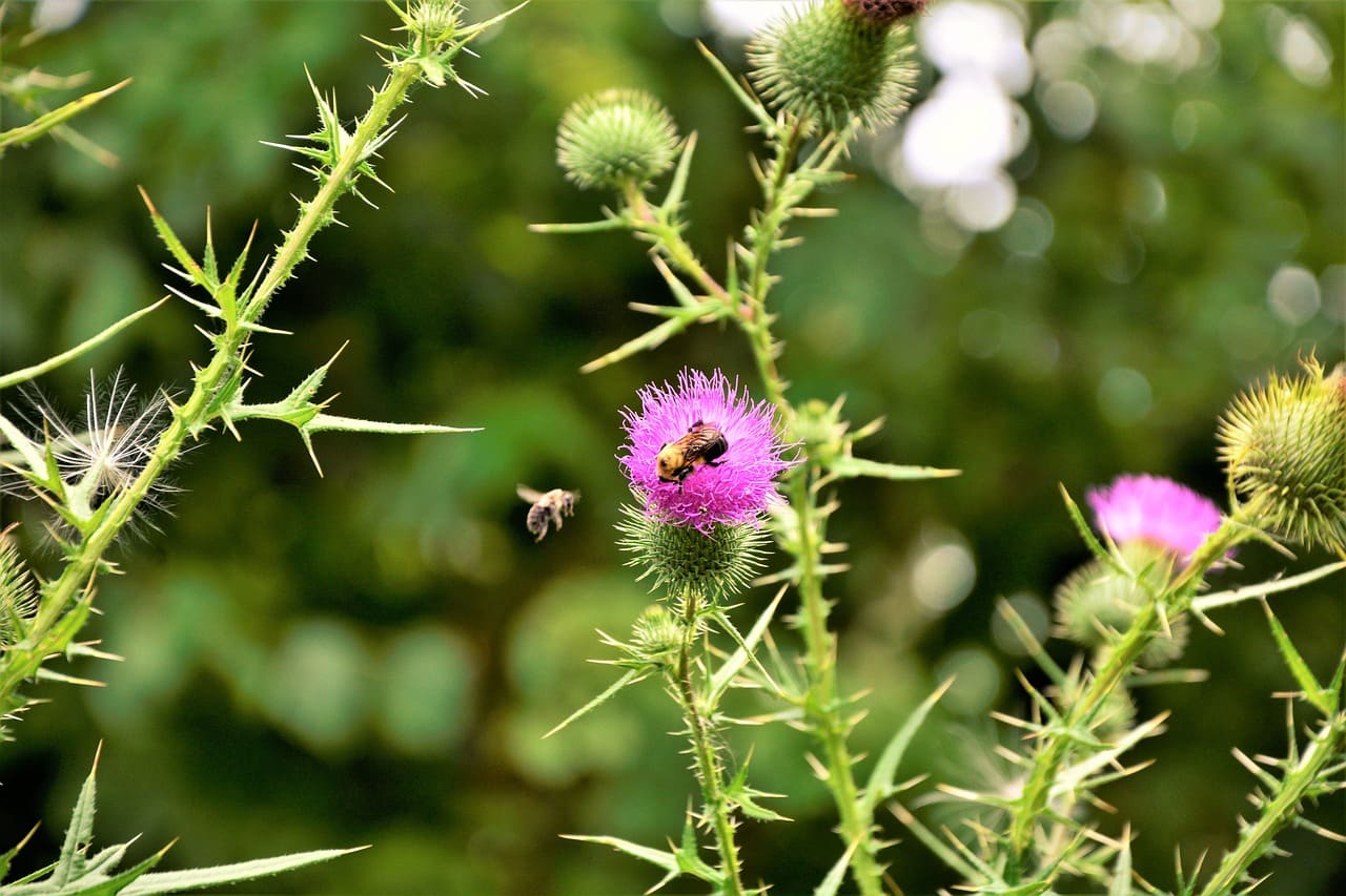 Sticker Bushes and How to Get Rid of Them Easily?