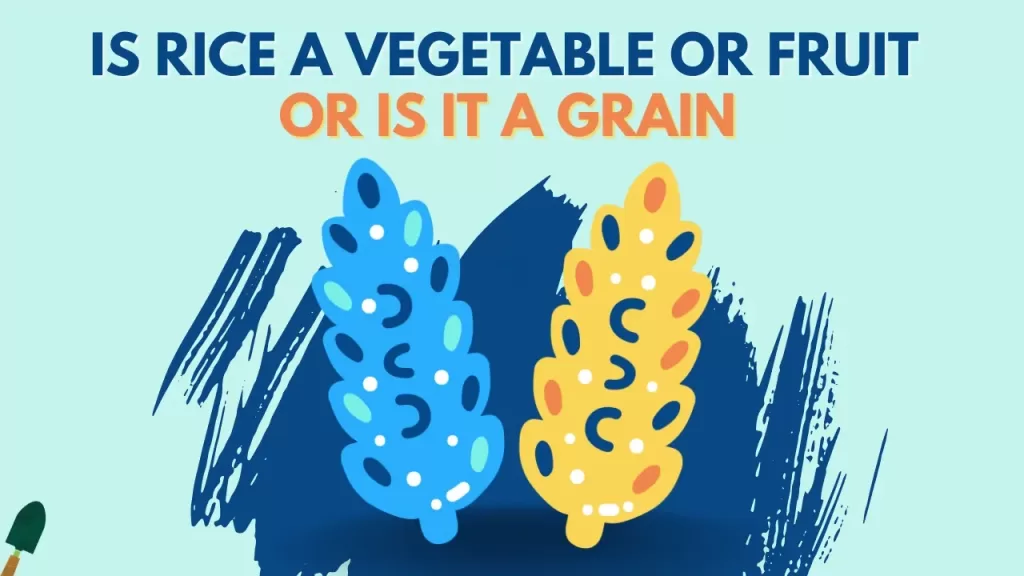 Is Rice a Vegetable, Fruit, or Grain?