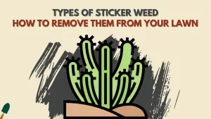 Types of Sticker Weeds and How to Get Rid of them?