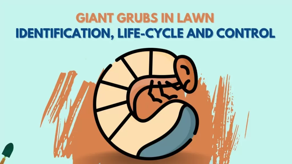 Giant Grub in Lawn - Identification, Life-Cycle, and Control