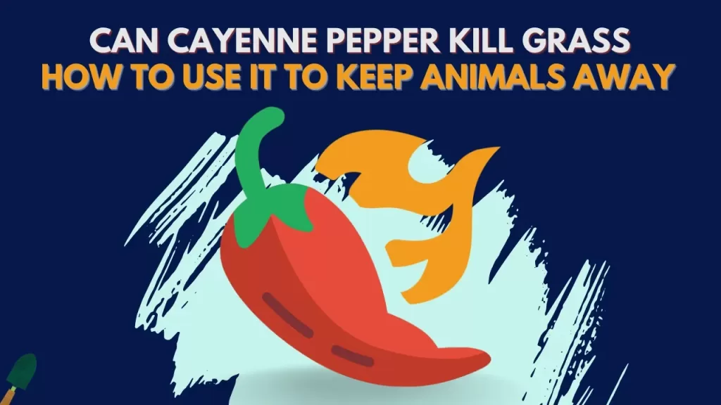 Will Cayenne Pepper Kill Grass? - How To Spray Cayenne in the Lawn?