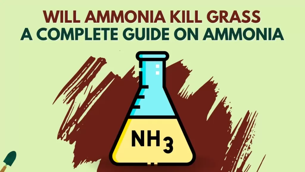 Will Ammonia Kill Grass? - A Complete Guide On Ammonia