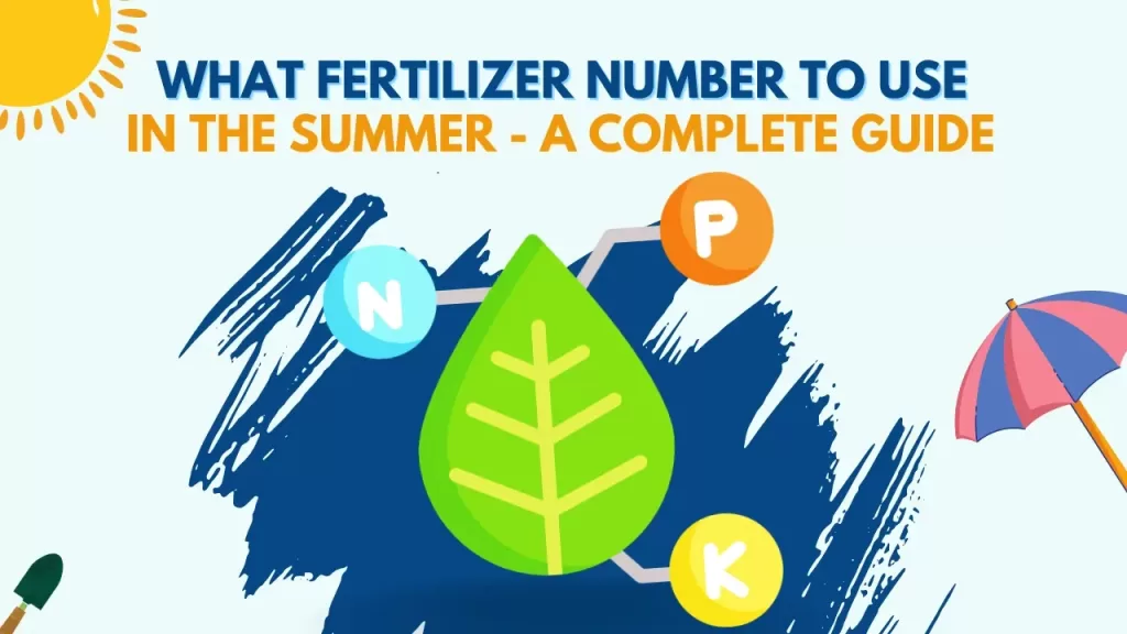 What Fertilizer Numbers to Use in Summer? - A Complete Guide