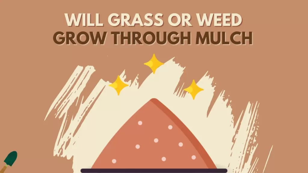 Will Grass Or Weed Grow Through Mulch? - How To Stop Them?