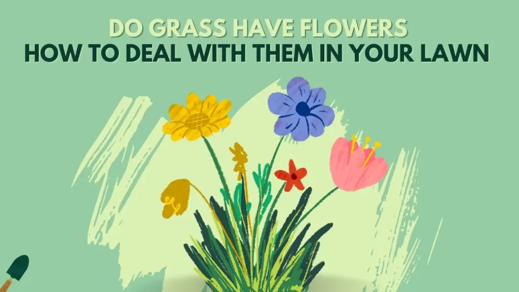 Do Grass Have Flowers? What To Do When You See Them In Your Lawn?
