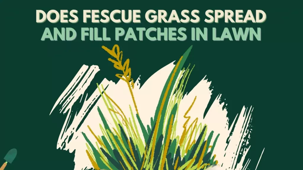 Does Fescue Grass Spread? - How To Fill Patches In Fescue Lawn?