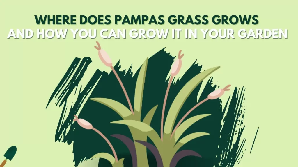 Where Does Pampas Grass Grow? How to Grow It in Your Garden