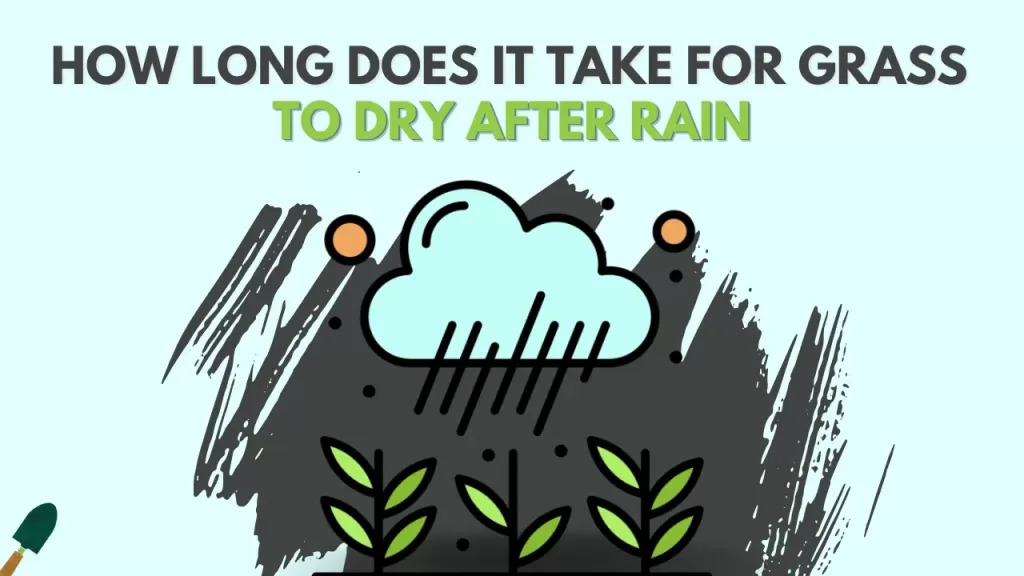 How Long Does It Take for Grass to Dry After Rain?