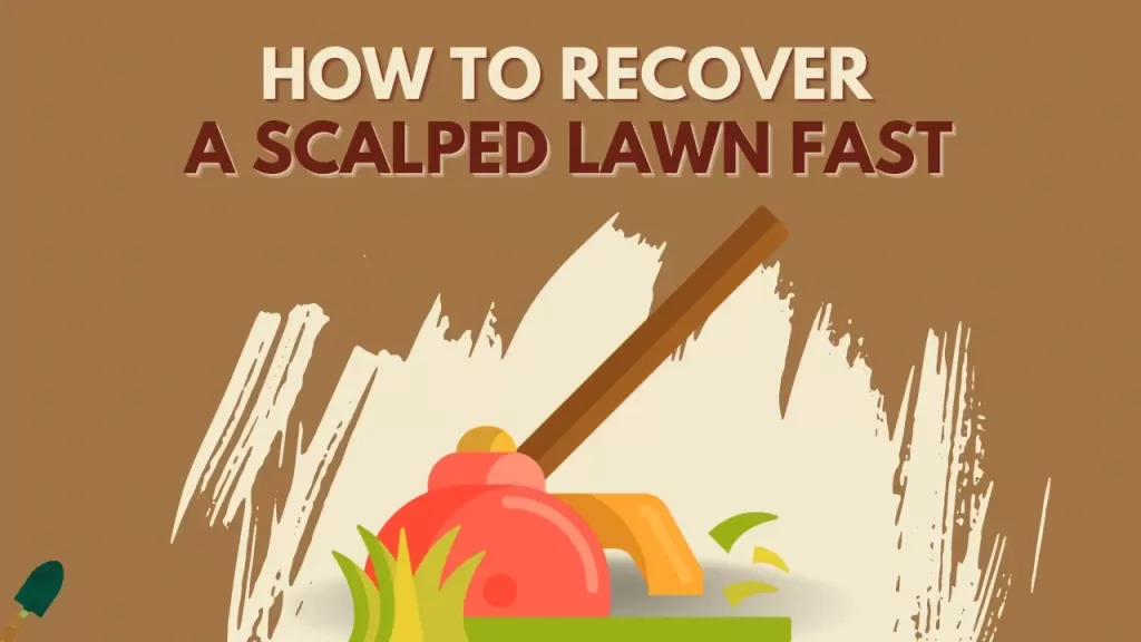 What To Do After Scalping The Lawn? - Recover A Scalped Lawn