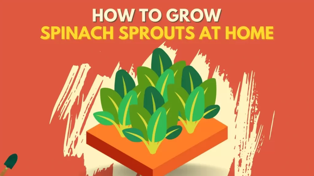 Spinach Sprouts - How To Grow?, Benefits, And Uses