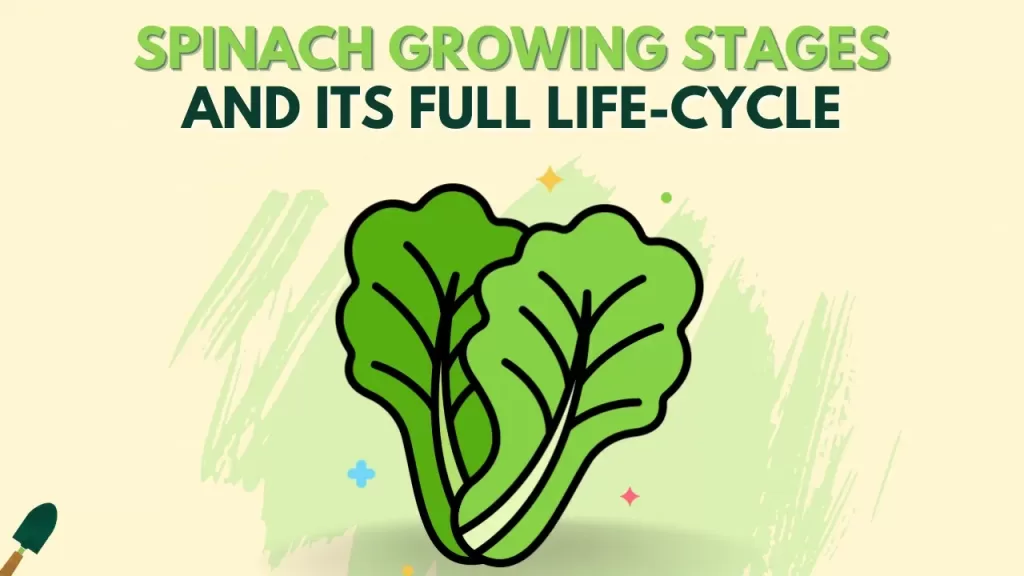 Spinach Growing Stages - A Complete Guide on Its Life Cycle