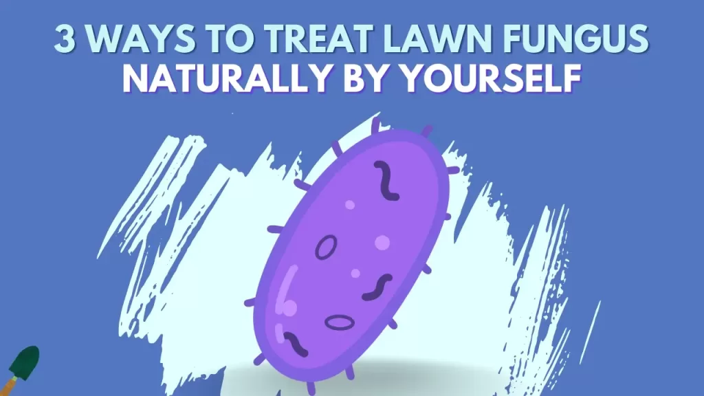 How to Treat Lawn Fungus Naturally? - 3 Ways to Do It