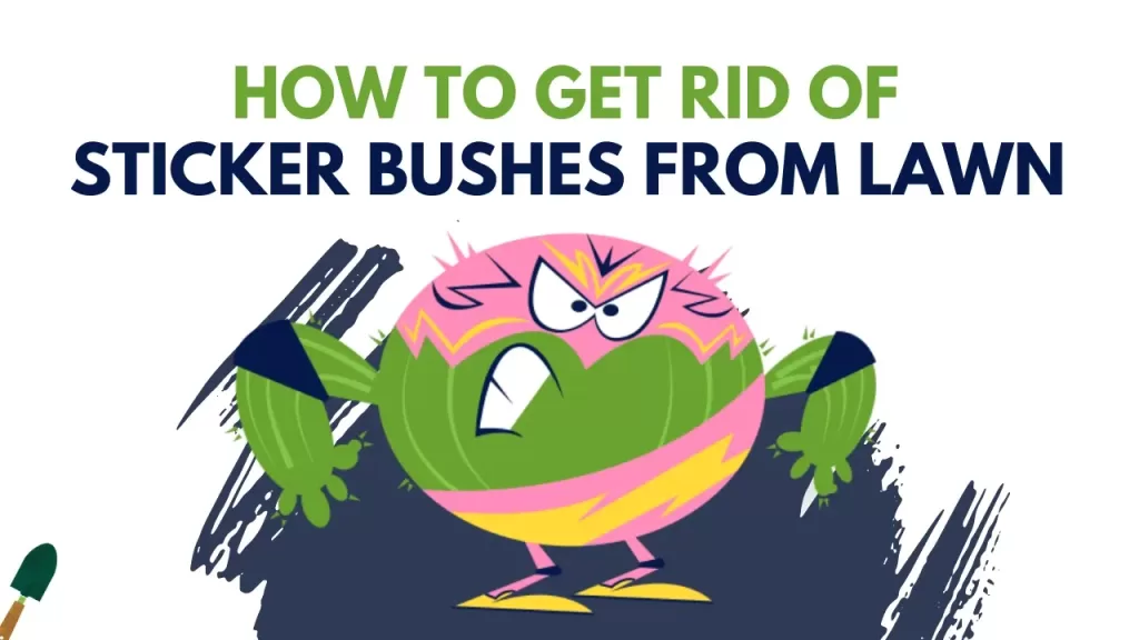 how to get rid of sticker bushes from lawn