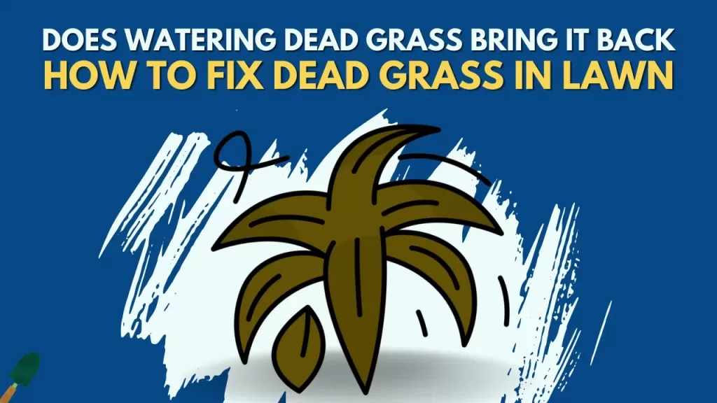 Will Watering Dead Grass Bring It Back? - How to Fix It