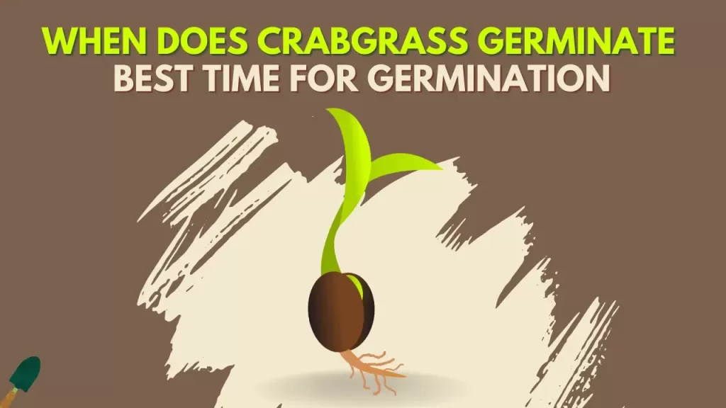 When Does Crabgrass Germinate and at What Temperature?