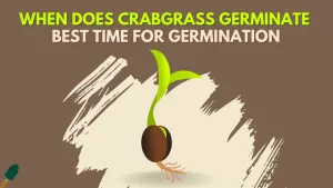 When Does Crabgrass Germinate and at What Temperature?