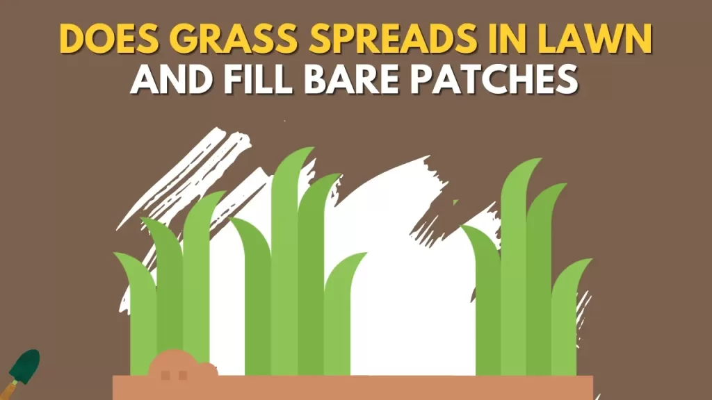 Does Grass Spreads and Fill Bare Patches on Its Own?