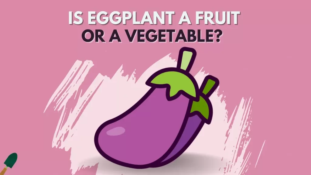 Is Eggplant A Fruit Or A Vegetable? Let's Find Out