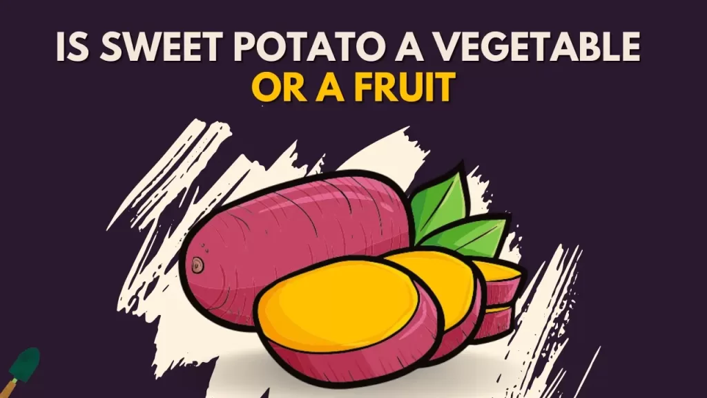 Is Sweet Potato a Vegetable or a Fruit? - Complete Guide