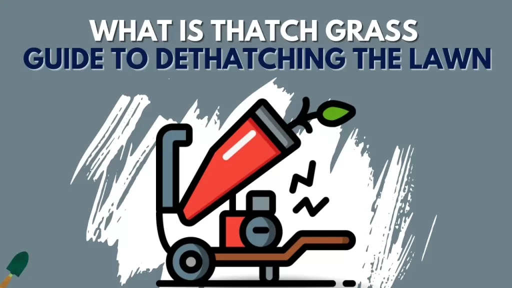 What Is Thatch Grass? - Guide About How to Dethatch The lawn