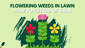 Flowering Weeds In Lawn - Ultimate Guide About Different Color Weeds
