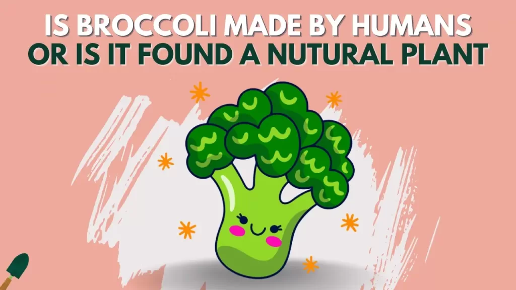 Is Broccoli Man-Made Or Naturally Found In The Wild?
