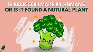 Is Broccoli Man-Made Or Naturally Found In The Wild?