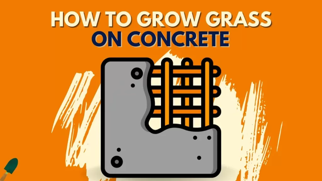 How To Grow Grass On Concrete? - A Detail Guide