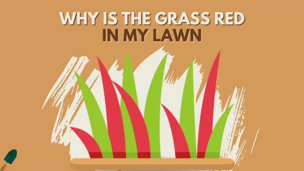 Why Is My Grass Red? And How To Get Rid Of It