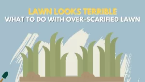 Over Scarified Lawn - Why My Scarified Lawn Looks Terrible