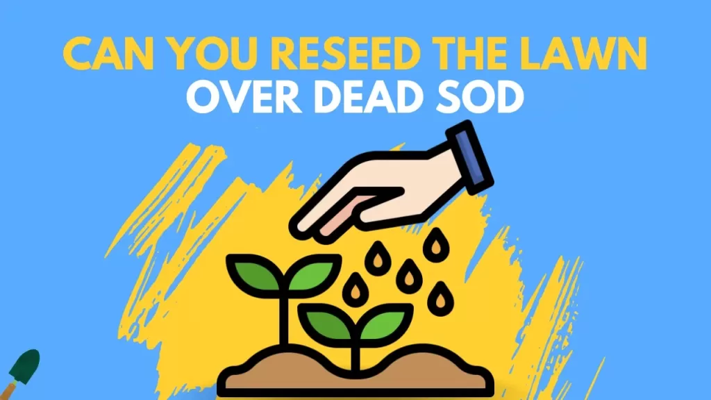 Can You Reseed Over Dead Sod? And How To Do It?