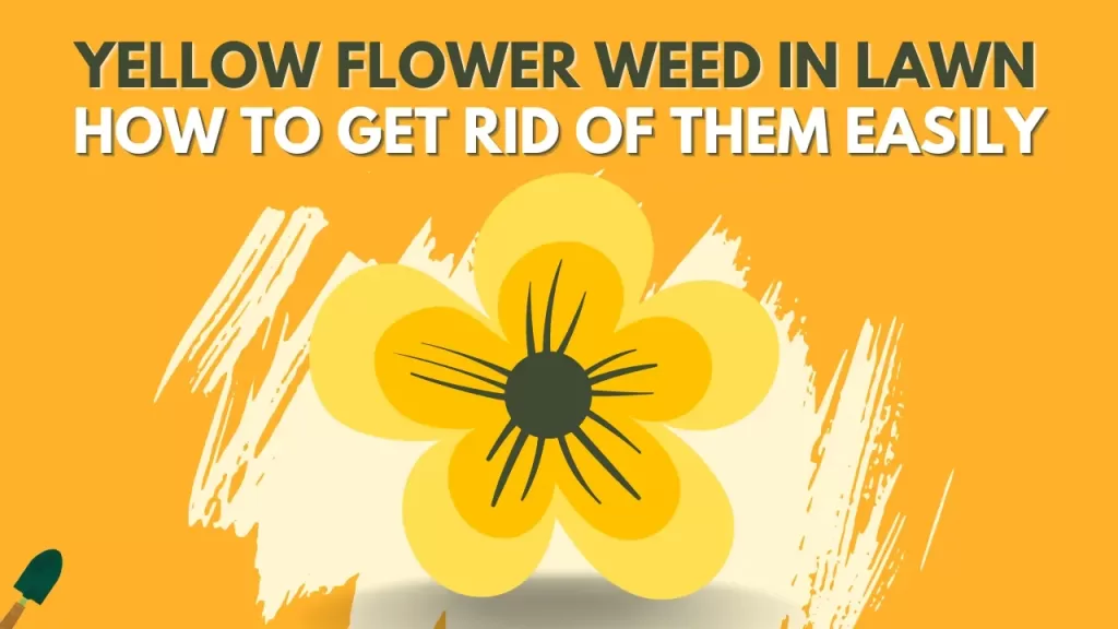 How To Get Rid Of Yellow Flower Weeds In lawn? (Explained)