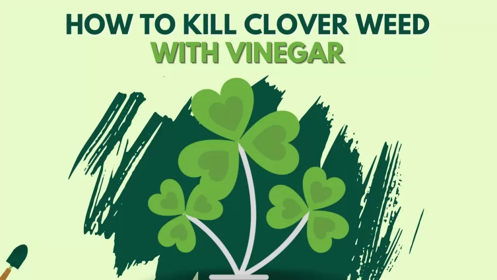 How To Kill Clover Weed With Vinegar?