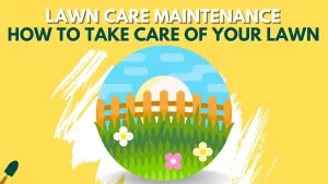 Lawn maintenance 101