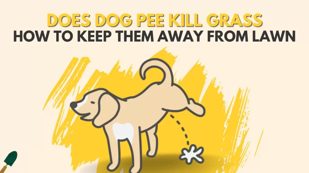 does dog pee kill grass