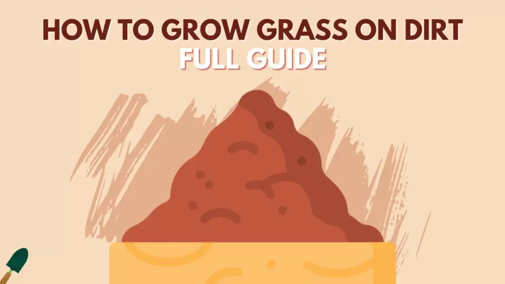 How To Grow Grass On Dirt?