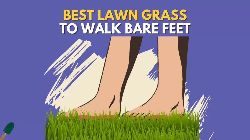 Best Lawn Grass For Bare Feet
